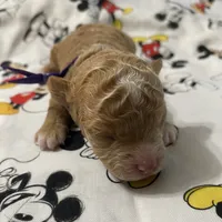 Tucker, a male Maltipoo for sale in Centre, AL – 3 of 4