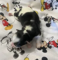 Milo, a male Yorkshire Terrier for sale in Centre, AL – Photo 3 of 3