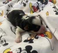 Milo, a male Yorkshire Terrier for sale in Centre, AL – Photo 2 of 3