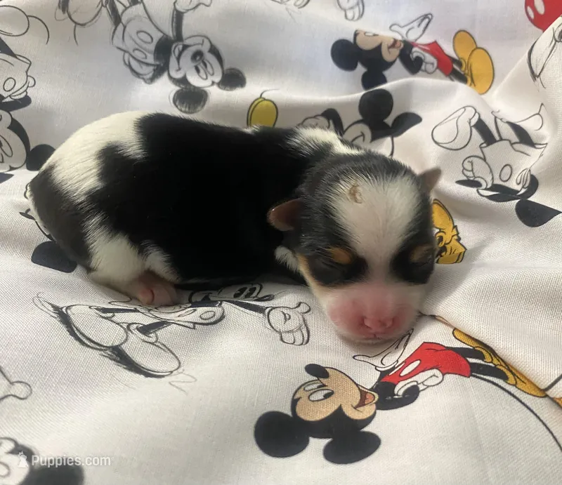 Milo – Yorkshire Terrier puppy for sale in Centre, AL