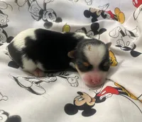 Milo, a male Yorkshire Terrier for sale in Centre, AL – Photo 1 of 3