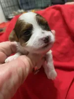 Tiger , a male Yorkipoo for sale in Centre, AL – Photo 1 of 3