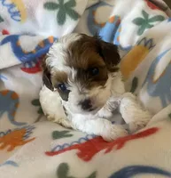 Tigger, a male Yorkipoo for sale in Centre, AL – Photo 3 of 4