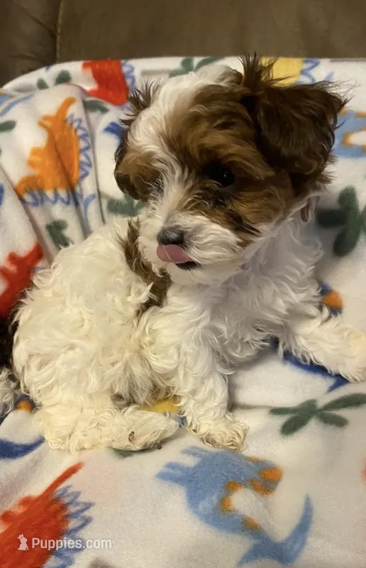 Tigger – Yorkipoo puppy for sale in Centre, AL