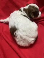 Tiger , a male Yorkipoo for sale in Centre, AL – Photo 3 of 3