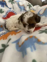 Tigger, a male Yorkipoo for sale in Centre, AL – Photo 4 of 4