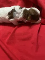 Tiger , a male Yorkipoo for sale in Centre, AL – Photo 2 of 3