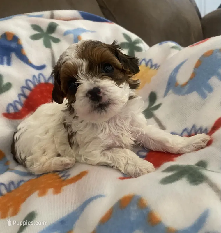 Tigger, a male Yorkipoo for sale in Centre, AL – Photo 1 of 4