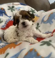 Tigger, a male Yorkipoo for sale in Centre, AL – Photo 1 of 4