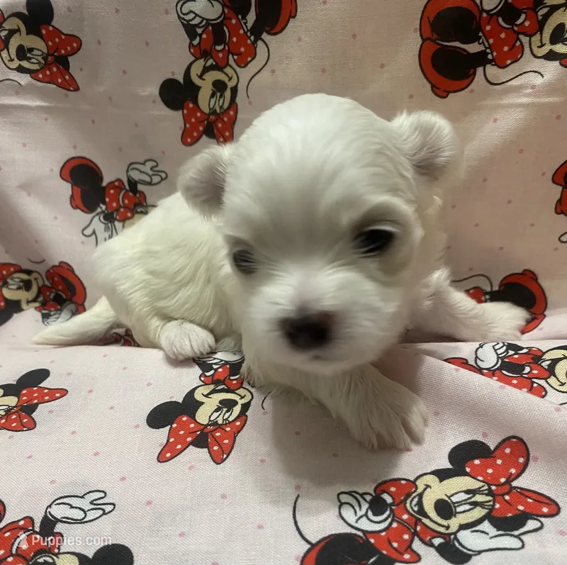 Mattie – Maltese puppy for sale in Centre, AL