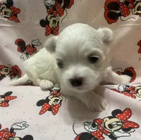 Mattie, a female Maltese for sale in Centre, AL – 1 of 3