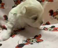 Bella, a female Maltese for sale in Centre, AL – 3 of 3