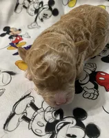 Tucker, a male Maltipoo for sale in Centre, AL – 4 of 4