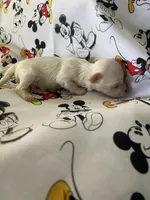 Jessie, a male Morkie for sale in Centre, AL – Photo 3 of 3