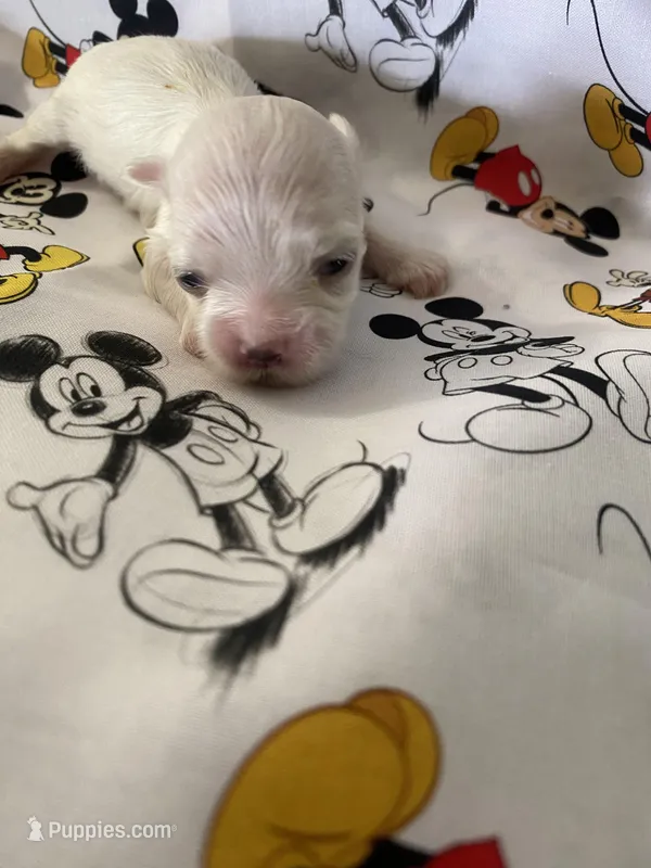 Jessie, a male Morkie for sale in Centre, AL – Photo 1 of 3