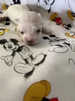 Jessie, a male Morkie for sale in Centre, AL – Photo 1 of 3