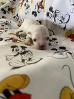 Jessie, a male Morkie for sale in Centre, AL – Photo 2 of 3