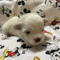 Buddy, a female Maltese for sale in Centre, AL – 2 of 3