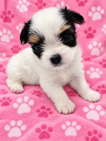 Sunni, a female Yorkshire Terrier for sale in Centre, AL – 2 of 3
