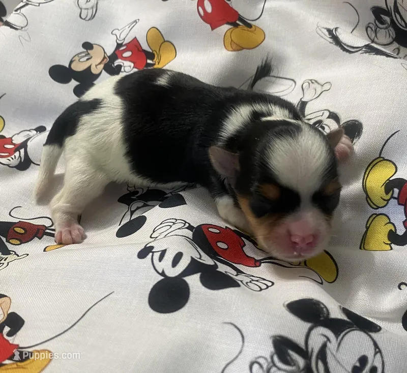 Oreo, a male Yorkshire Terrier for sale in Centre, AL – Photo 1 of 3