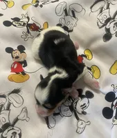 Oreo, a male Yorkshire Terrier for sale in Centre, AL – Photo 3 of 3