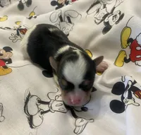 Oreo, a male Yorkshire Terrier for sale in Centre, AL – Photo 2 of 3