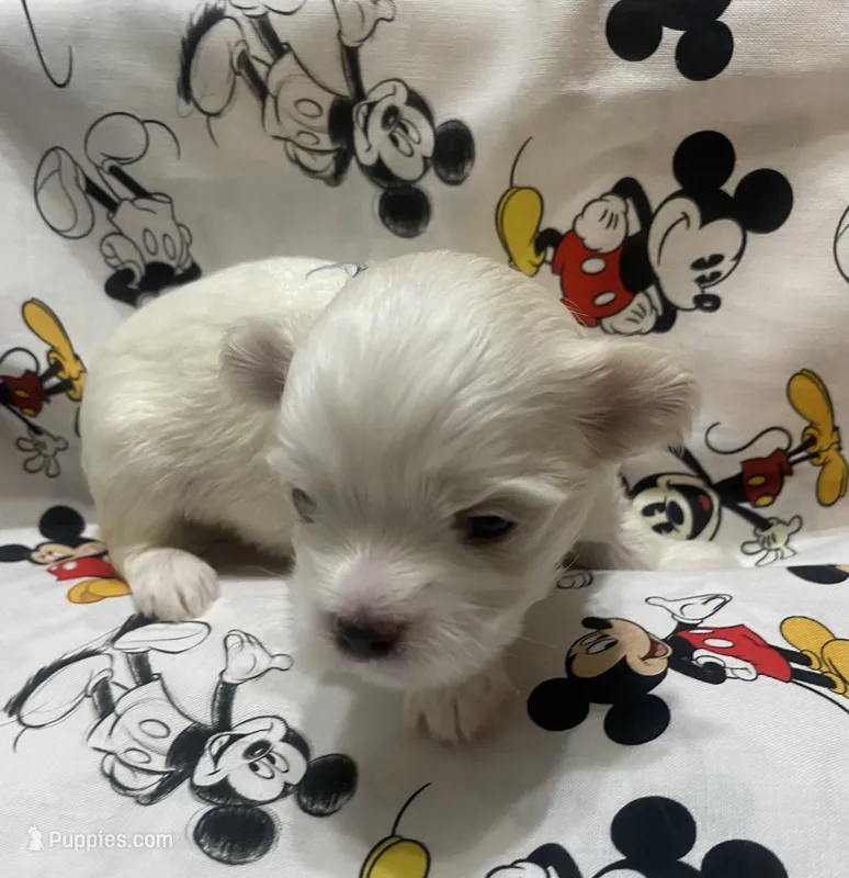 Buddy – Maltese puppy for sale in Centre, AL