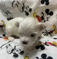 Buddy, a female Maltese for sale in Centre, AL – 1 of 3