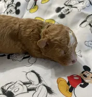 Luke, a male Maltipoo for sale in Centre, AL – 2 of 4