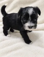 Sadie, a female Yorkshire Terrier for sale in Centre, AL – 3 of 3