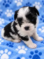 Milo, a male Yorkshire Terrier for sale in Centre, AL – 2 of 3