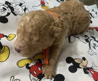 Juno, a male Maltipoo for sale in Centre, AL – 4 of 4