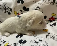 Buddy, a female Maltese for sale in Centre, AL – 3 of 3