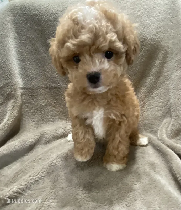Tucker – Maltipoo puppy for sale in Centre, AL