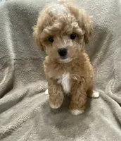 Tucker, a male Maltipoo for sale in Centre, AL – 1 of 4