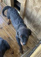 Rottie Boy, a male Rottweiler for sale in Centre, AL – 3 of 4