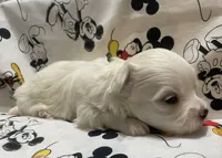 Toby, a female Maltese for sale in Centre, AL – 2 of 3