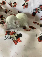 Angel, a female Morkie for sale in Centre, AL – Photo 1 of 3