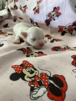 Angel, a female Morkie for sale in Centre, AL – Photo 3 of 3