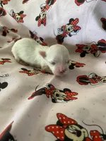 Angel, a female Morkie for sale in Centre, AL – Photo 2 of 3