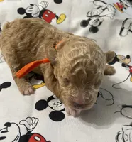 Juno, a male Maltipoo for sale in Centre, AL – 3 of 4