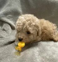 Juno, a male Maltipoo for sale in Centre, AL – 3 of 4