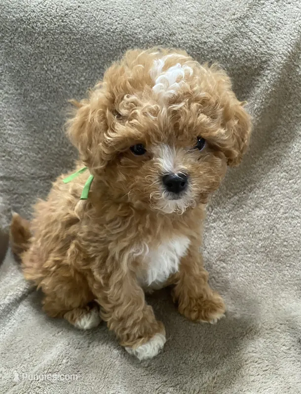 Luke – Maltipoo puppy for sale in Centre, AL