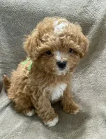 Luke, a male Maltipoo for sale in Centre, AL – 1 of 4