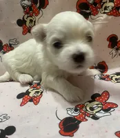 Mattie, a female Maltese for sale in Centre, AL – 3 of 3