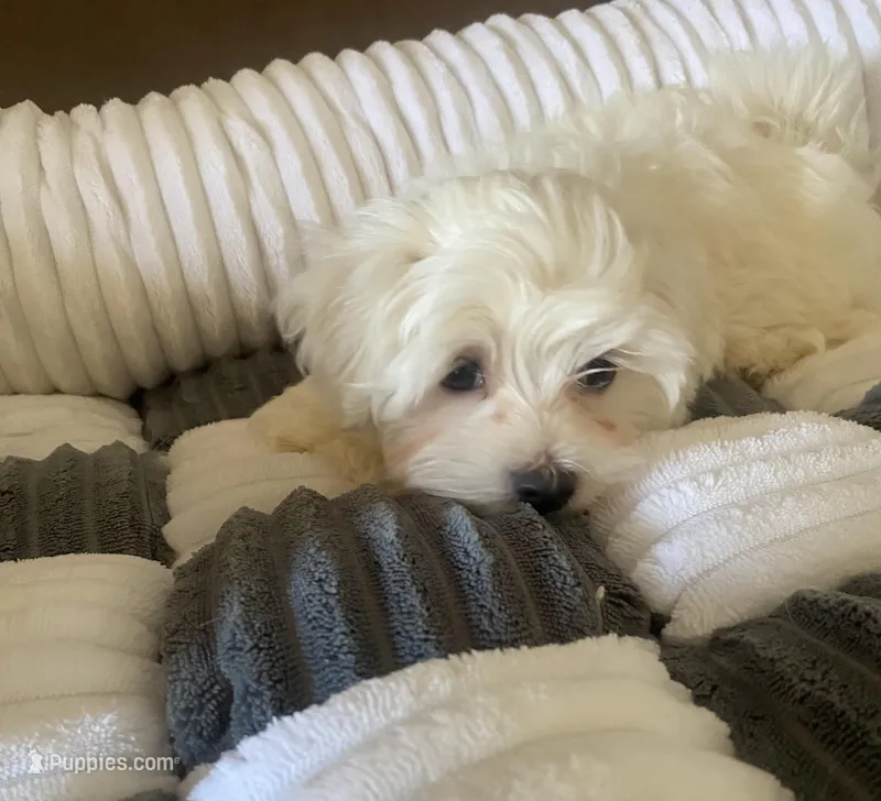 Stud Muffin, a male Morkie for sale in Centre, AL – Photo 1 of 3