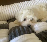 Stud Muffin, a male Morkie for sale in Centre, AL – Photo 1 of 3