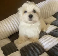 Stud Muffin, a male Morkie for sale in Centre, AL – Photo 3 of 3