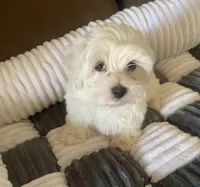 Stud Muffin, a male Morkie for sale in Centre, AL – Photo 2 of 3