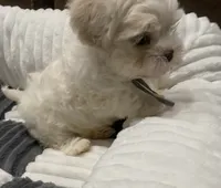 processed/341e76ca-dc87-4ed0-8d60-bf724e5169c1/listing/a9ded787-f104-4ce0-9942-e871f003ff9b/7ebf5b38-6413-43b3-9d8a-c4f6a42b7edd